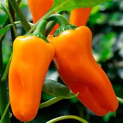 بذر فلفل کاپی مینی نارنجی