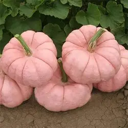 بذر کدو تنبل عروسک سفالی صورتی