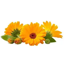 بذر گل همیشه بهار خوراکی