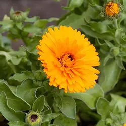 بذر گل همیشه بهار خوراکی