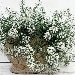 بذر گل آلیسوم خوراکی