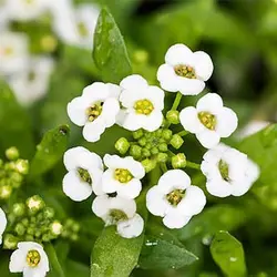 بذر گل آلیسوم خوراکی