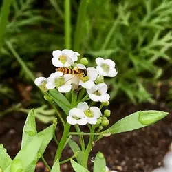 بذر گل آلیسوم خوراکی