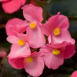 بذر گل بگونیا خوراکی