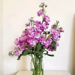 بذر گل شب بو خوراکی