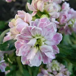 بذر گل شب بو خوراکی