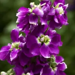 بذر گل شب بو خوراکی