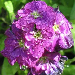 بذر گل شب بو خوراکی