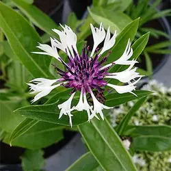 بذر گل گندم خوراکی
