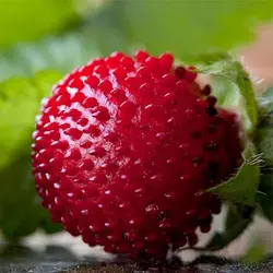 بذر توت فرنگی هندی