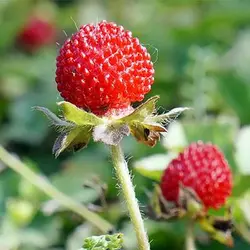 بذر توت فرنگی هندی