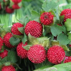 بذر توت فرنگی هندی