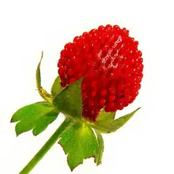 بذر توت فرنگی هندی