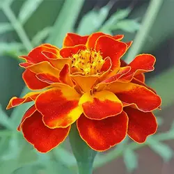 بذر گل جعفری خوراکی