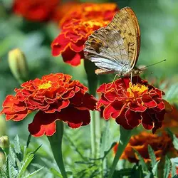 بذر گل جعفری خوراکی