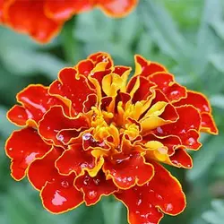 بذر گل جعفری خوراکی