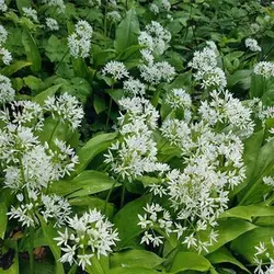 بذر سیر وحشی یا سیر خرسی