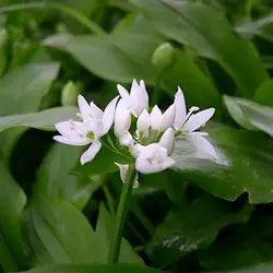 بذر سیر وحشی یا سیر خرسی