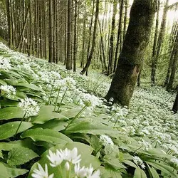 بذر سیر وحشی یا سیر خرسی