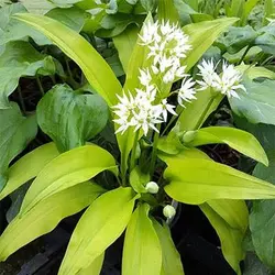 بذر سیر وحشی یا سیر خرسی