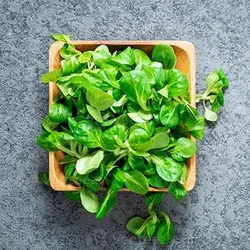 بذر کاهو بره
