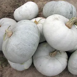 بذر کدو تنبل آبی زمستانه