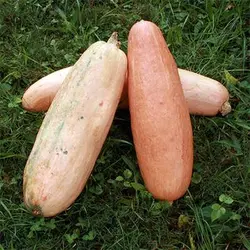 بذر کدو تنبل موزی صورتی