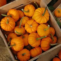 بذر کدو حلوایی جک