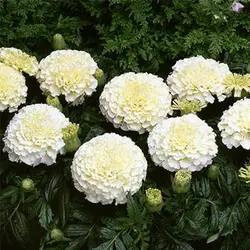 بذر گل جعفری سفید