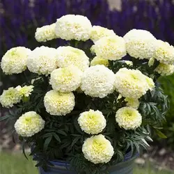 بذر گل جعفری سفید