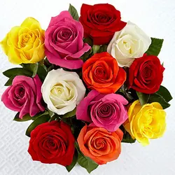 بذر گل رز میکس