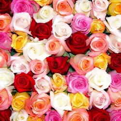 بذر گل رز میکس