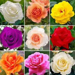 بذر گل رز میکس