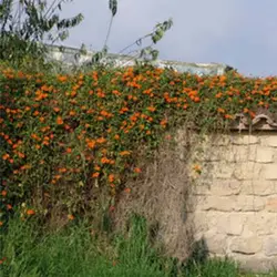 بذر پیچک چشم سیاه نارنجی