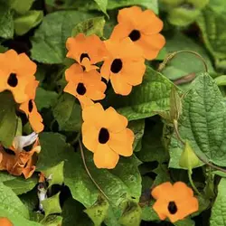 بذر پیچک چشم سیاه نارنجی