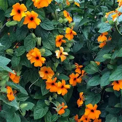 بذر پیچک چشم سیاه نارنجی