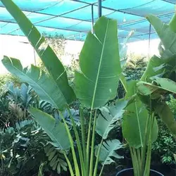 بذر نخل مسافر