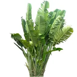 بذر نخل مسافر