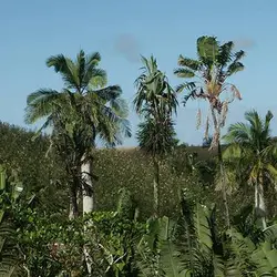 بذر نخل مسافر