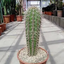 بذر کاکتوس عظیم الجثه مکزیکی