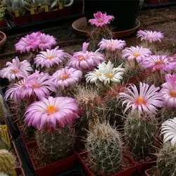 بذر تلو کاکتوس بایکلر