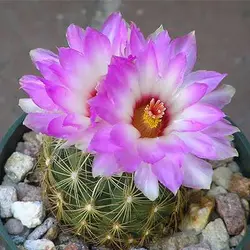 بذر تلو کاکتوس بایکلر