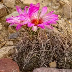 بذر تلو کاکتوس بایکلر