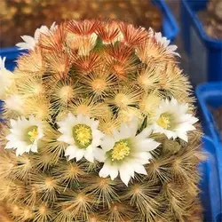 بذر کاکتوس مامیلاریا کامرینیا