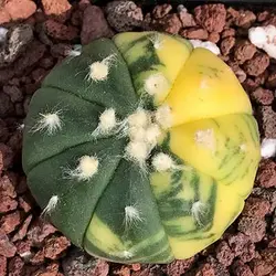 بذر کاکتوس آستریاس ابلق