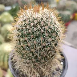 بذر کاکتوس مامیلاریا نجاپنسیس