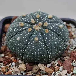 بذر استرا استروفیتوم میکس