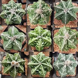 بذر استرا استروفیتوم میکس