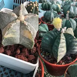 بذر استرا استروفیتوم میکس