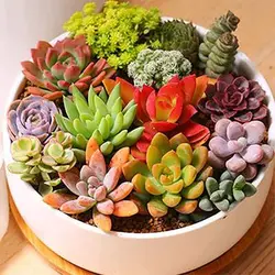 بذر ساکولنت میکس